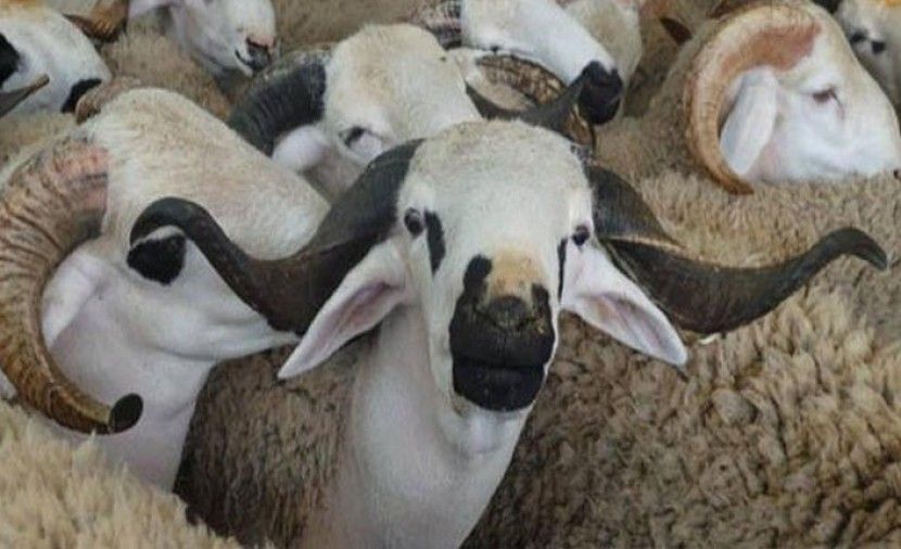 موعد الإمساك عن قص الشعر والأظافر للمضحي قبل عيد الأضحى