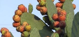 ثمرة يمنية تباع بأبخس الاثمان بينما أسعارها في دول اخرى أغلى من الذهب وأهم من النفط (صور)