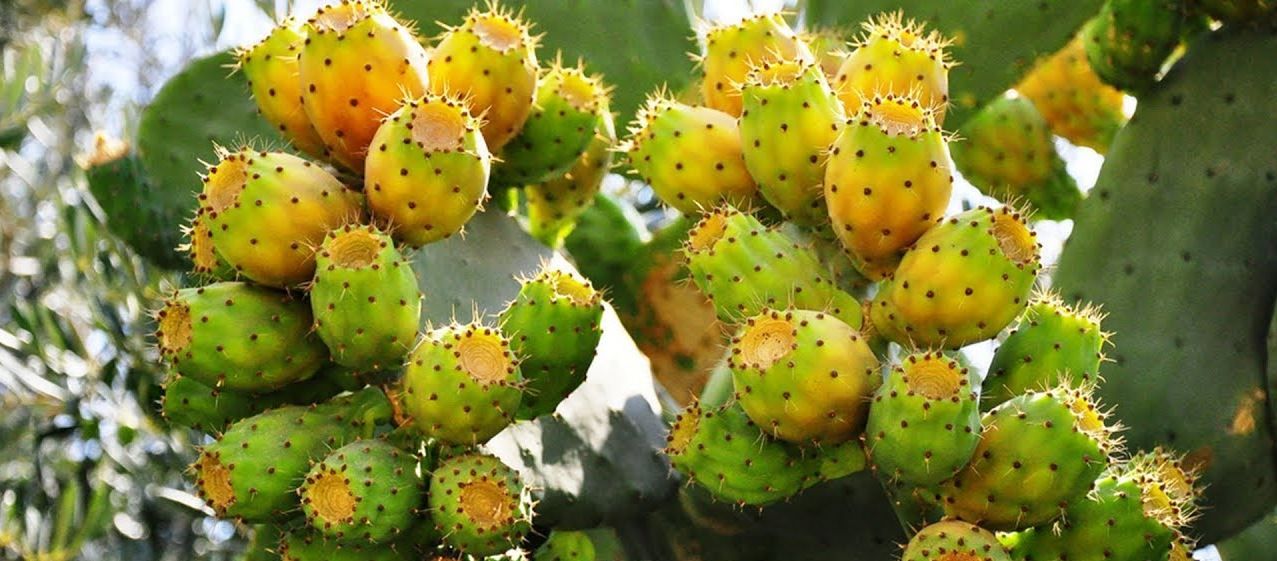 ثمرة يمنية تباع بأبخس الاثمان بينما أسعارها في دول اخرى أغلى من الذهب وأهم من النفط (صور)