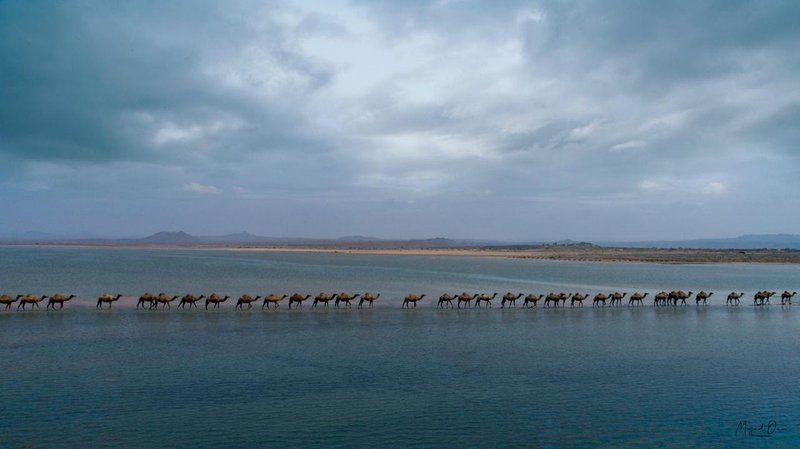 مصوِّر لقطة الإبل الساحلية لـ"الخليج 365": كانت ذاهبة للشرب من ماء عذب بوسط البحر