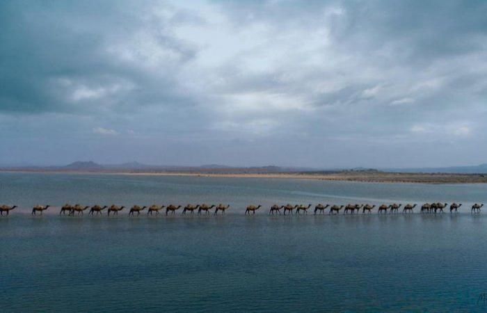 مصوِّر لقطة الإبل الساحلية لـ"الخليج 365": كانت ذاهبة للشرب من ماء عذب بوسط البحر