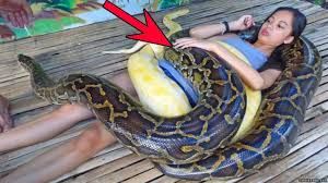شاهد.. في ليلة حميمية كانت النهاية الصادمة.. امرأة تعاشر ثعبان مفترس لمدة 7أيام متتالية (فيديو)