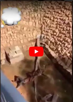 شاهد بالفيديو : نمر يفترس عامل في حديقة الملز في الرياض