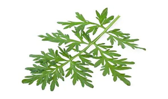 تعرف علي أهم وأبرز فوائد عشبة الشيح