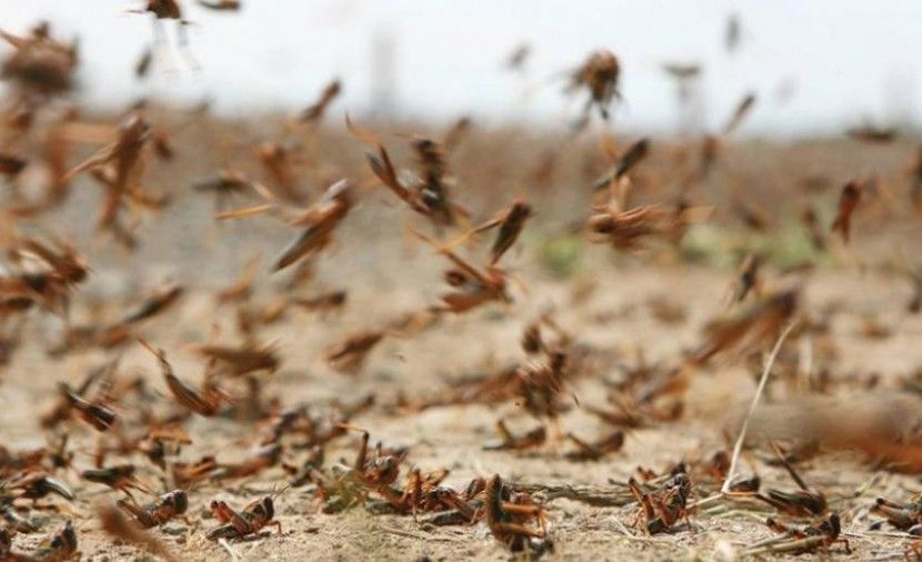 هل الجراد من علامات قيام الساعة أم عذاب من الله لعباده