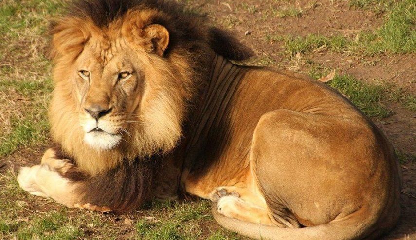 أسد هائج يباغت طفلة عمرها 4 أعوام ويخطفها من يد والدها من خلف السياج.. شاهد كيف أنتزع فروة رأسها بوحشية ..(فيديو لأصحاب القلوب القوية)