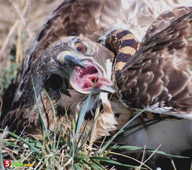 صقر جارح يخطف ‘‘أفعى الكوبرا‘‘ عملاقه.. وحينما أوشك على افتراسها كانت المفاجأة التي حيرت المشاهدين والمتابعين عندما انقلبت الأمور رأسًا على عقب... شاهد (فيديو مروع)