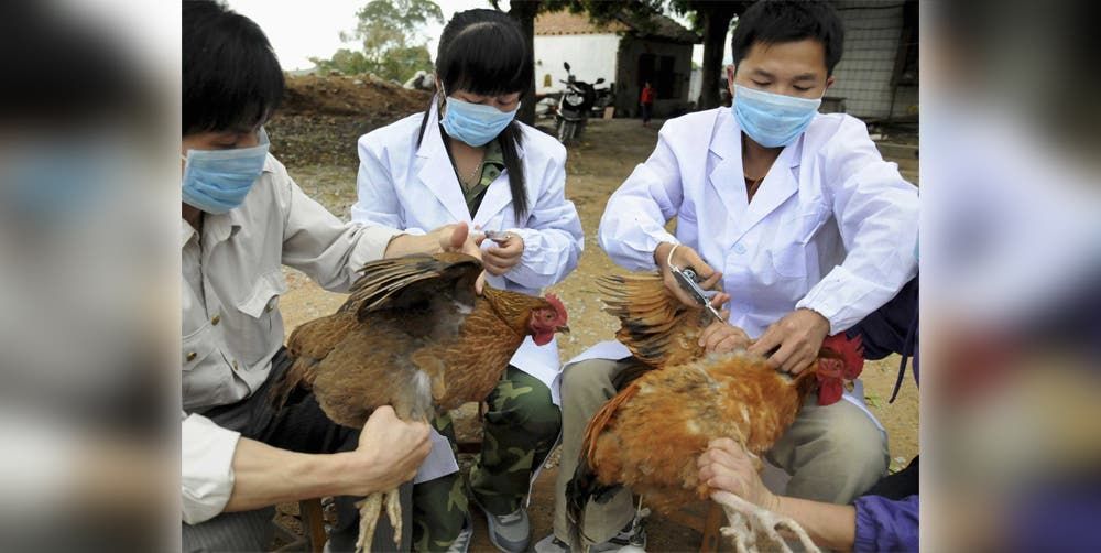 نفوق ملايين الطيور.. سلالات قاتلة من الإنفلونزا تتفشى بأوروبا