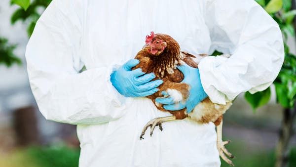 نفوق ملايين الطيور.. سلالات قاتلة من الإنفلونزا تتفشى بأوروبا