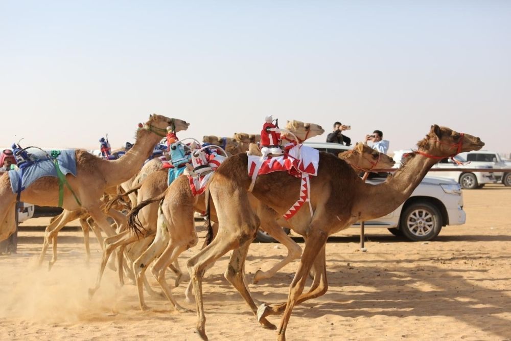 منصة ميدان الهجن جوهرة صحراء شرورة