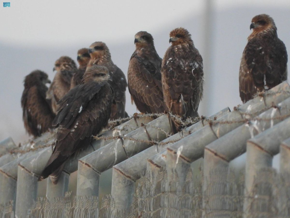 رصد تجمعات طيور الحدأة السوداء في تبوك