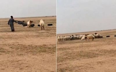 تراند اليوم : شاهد: معركة حامية بين خروفين والراعي يفشل في إبعادهما