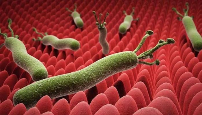 من هي الفئة الأكثر عرضة للإصابة بجرثومة المعدة وما أعراضها؟