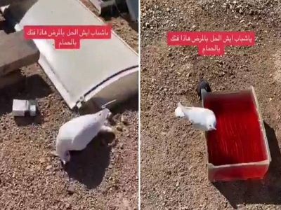 تراند اليوم : يتعذب وبعد يومين يموت.. شاهد: شخص يوثق إصابة الحمام لديه بمرض غامض ويتساءل عن الحل!