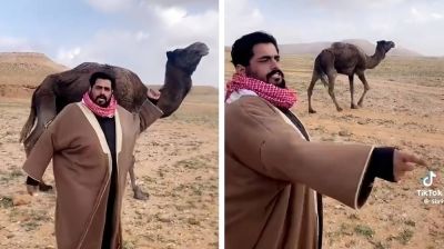 تراند اليوم : شاهد: مواطن يستعرض مواصفات ناقة يمتلكها.. ويعلق: "هذه الحكاكة بإذن الله أبيعهم بيوتهم"