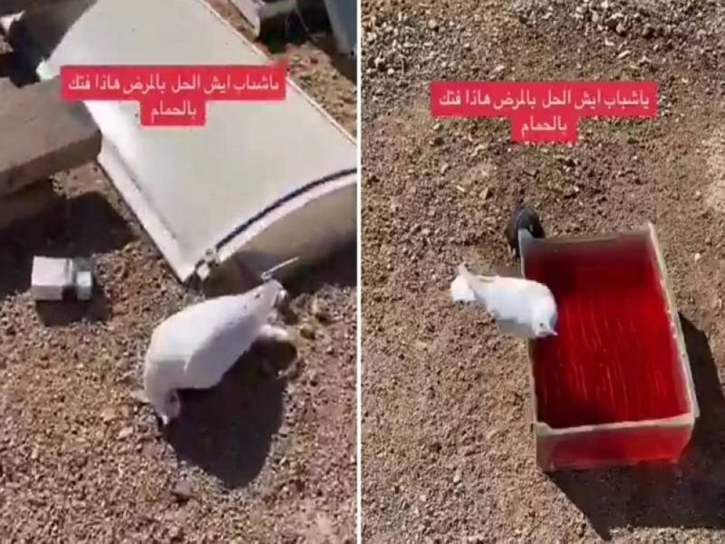 تراند اليوم : يتعذب وبعد يومين يموت.. شاهد: شخص يوثق إصابة الحمام لديه بمرض غامض ويتساءل عن الحل!