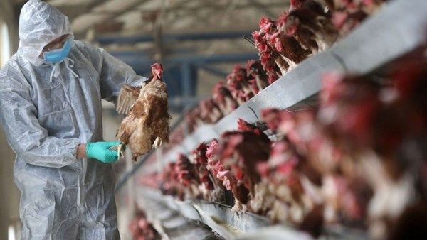 رصد تفش إنفلونزا الطيور في مزرعة بكوريا الجنوبية