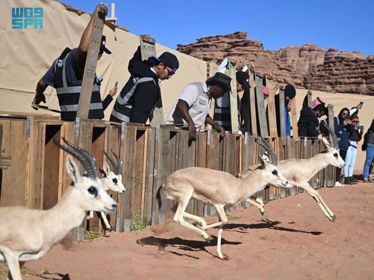 إطلاق 132 كائنا فطريا في محمية نيوم