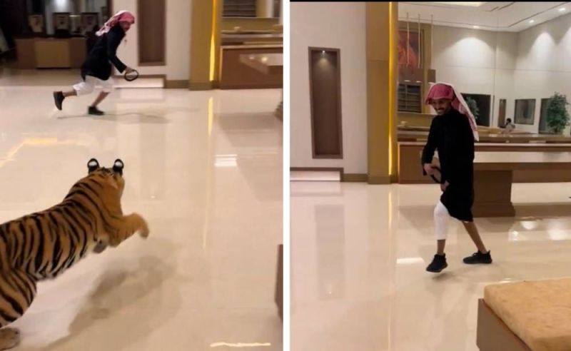 شاب يطلق نمر ضخم على صديقه داخل قصره.. شاهد ردة فعل الأخير
