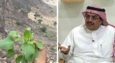 تراند اليوم : هل يمكن تناول نبتة "الحميض"؟.. النمر يجيب ويكشف الفئات الممنوعة من تناولها