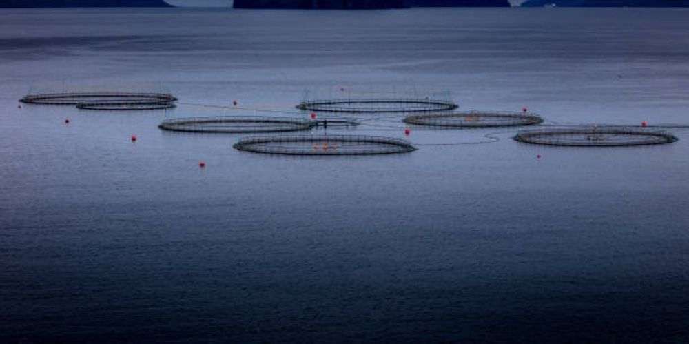 240 مشروعًا للاستزراع السمكي تنتج 185 طنًا في المملكة