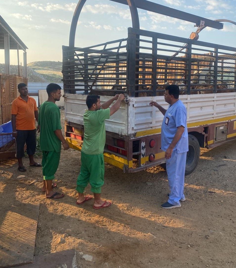 أمانة جدة تضبط مسلخًا عشوائيًّا داخل حوش لأحد المطاعم الشهيرة