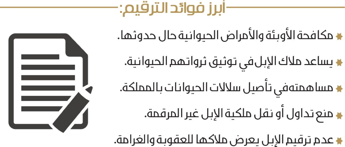 مهلة 5 أشهر لترقيم الإبل وتسجيلها مجانا