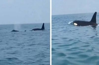 تراند اليوم : شاهد.. لحظة ظهور حوت الأوركا في مياه محمية جزر فرسان بجازان