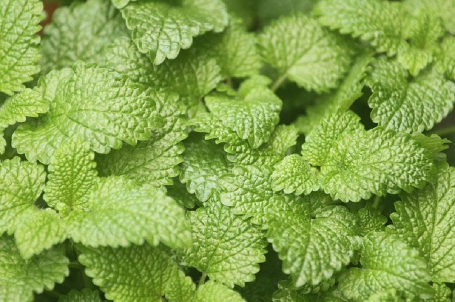 فوائد النعناع البري للصحة أهمها للجهاز الهضمي
