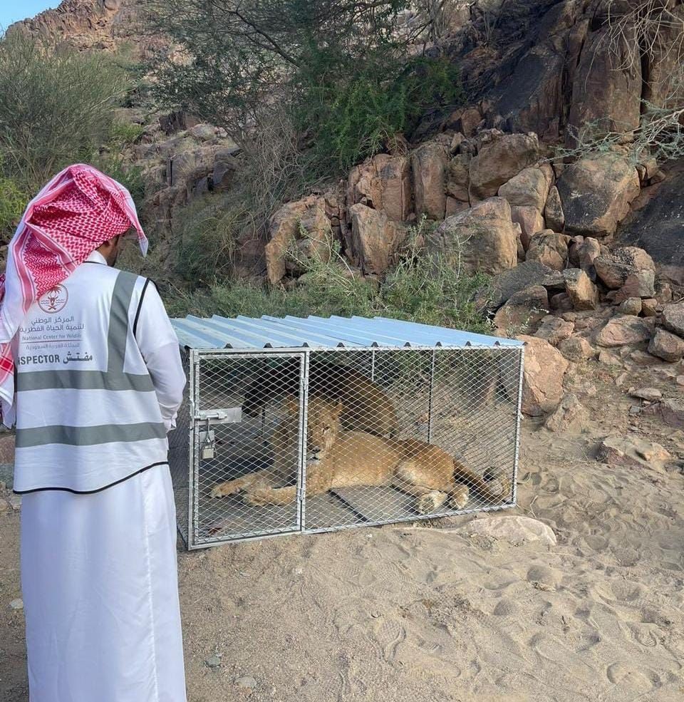 مركز الحياة الفطرية يسيطر على أسد ولبوة وينقلهما إلى وحدة الإيواء