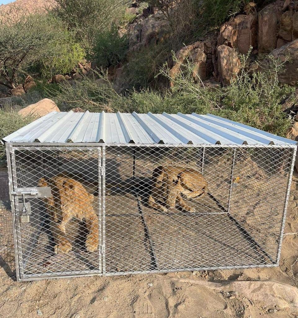 مركز الحياة الفطرية يسيطر على أسد ولبوة وينقلهما إلى وحدة الإيواء