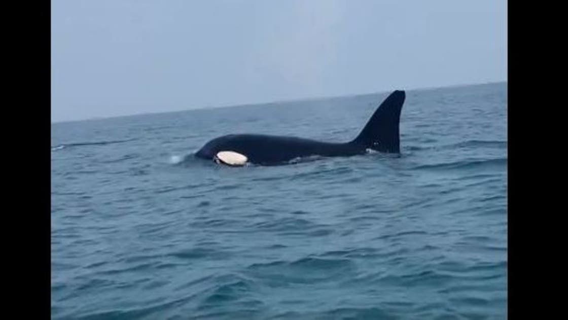 الخليج اليوم .. "الأوركا" العملاق الأسود.. قصة حوت ظهر في السعودية فجأة