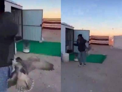 تراند اليوم : صقر يهاجم عاملة منزلية ويطاردها داخل مخيم.. شاهد ردة فعلها