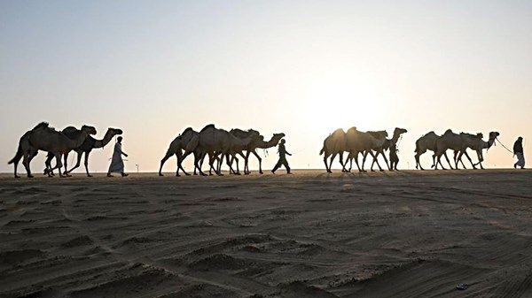 20 يناير.. انطلاق مسابقات «المحطة الختامية» لمهرجان الظفرة