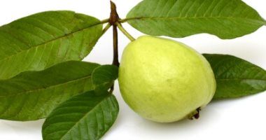 يساعد على ضبط مستويات السكر فى الدم.. فوائد ورق الجوافة