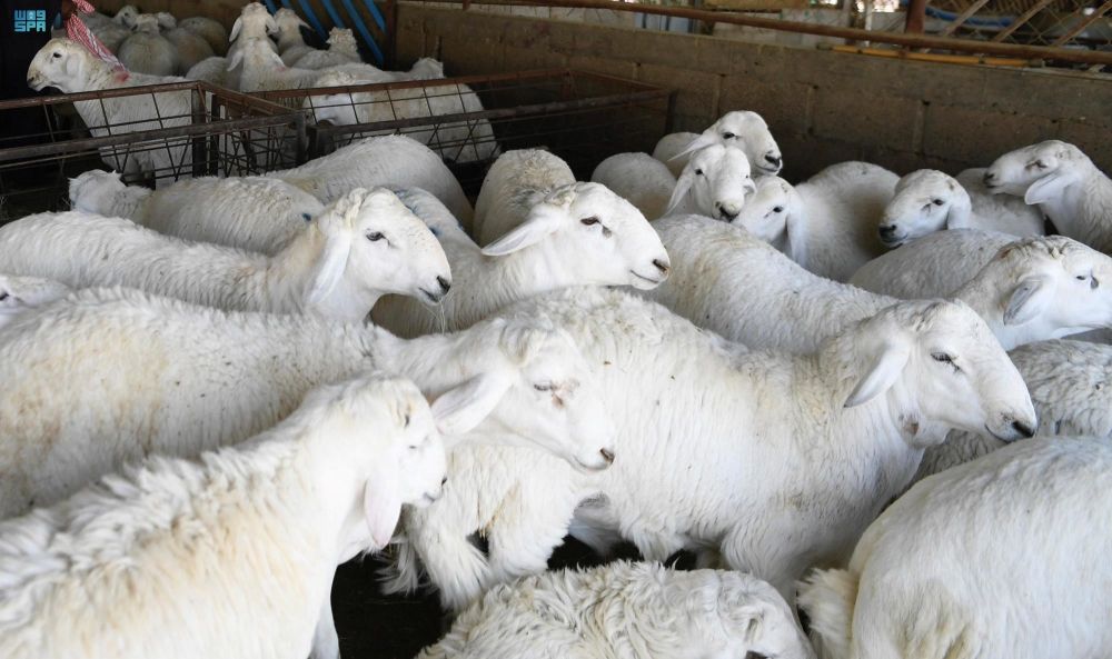 إيصال ثلث الأضحية للمشتري من داخل المملكة قريبًا  