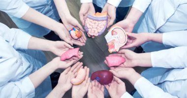 هل يجوز إجراء عمليات زرع الأعضاء بين الأطفال الأشقاء؟..القانون يجيب