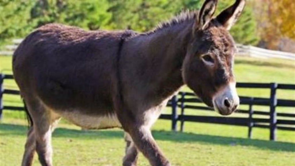 هل يتناول العراقيون لحم حمير بدل لحم البقر؟