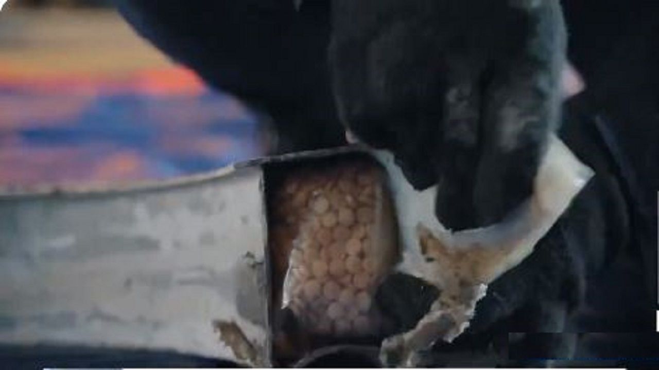 متحدث الجمارك : يُمنح للمبلغ عن الممنوعات مكافأة مالية عند التأكد من صحة بلاغه .. فيديو