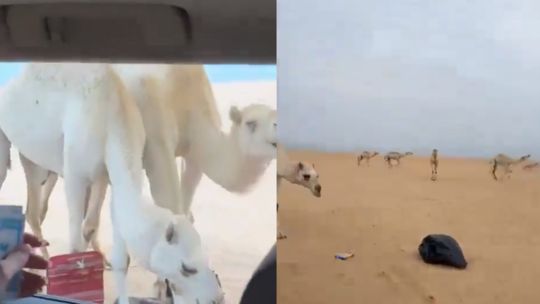 الخليج اليوم .. السعودية..قطيع من "الإبل" يهاجم "كشتة" فتيات في الصحراء (فيديو)