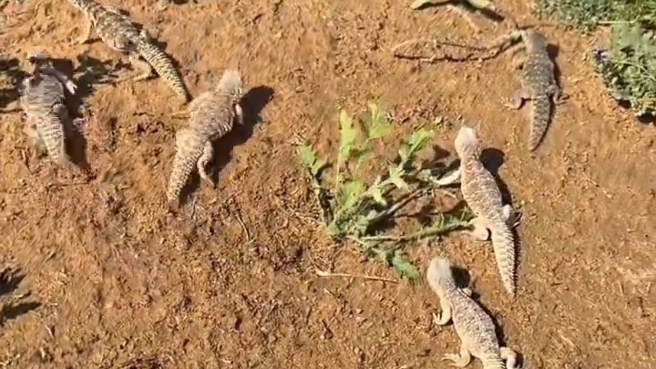 مواطن يحول مزرعته الخاصة إلى محمية ضبان في القصيم..فيديو