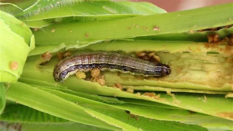 دودة الحشد الخريفية.. نشرات إرشادية لتوعية المزارعين بخطورة الدودة وطرق الوقاية منها