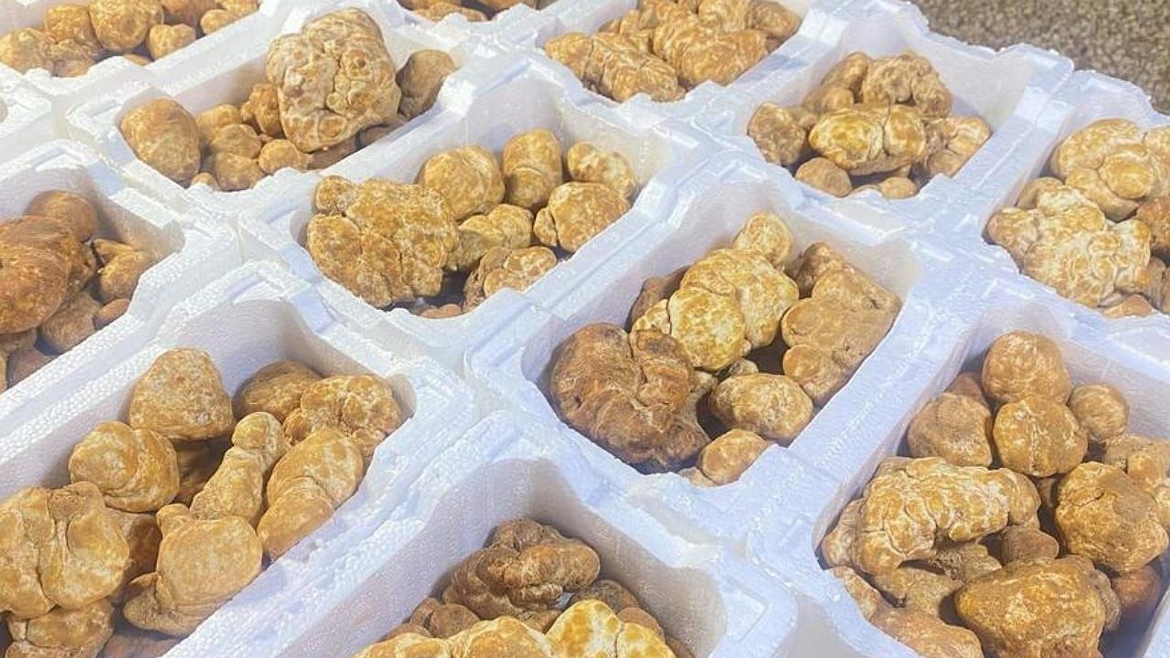 “سوق الفقع” أسعار متفاوتة وإقبال مبكر في طريف