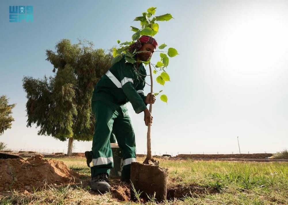 زراعة 165 ألف شجرة وشجيرة