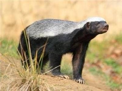 تراند اليوم : صديق للمزارع.. الحياة الفطرية تكشف عن عقوبة صيد حيوان غرير العسل