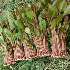 الأفواج الأمنية تقبض على مواطنين لترويجهما (224) كيلوجرامًا من القات المخدر