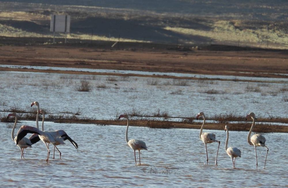 أحد أهم مساراتها.. محمية الملك سلمان تستضيف 290 نوعًا من الطيور المهاجرة