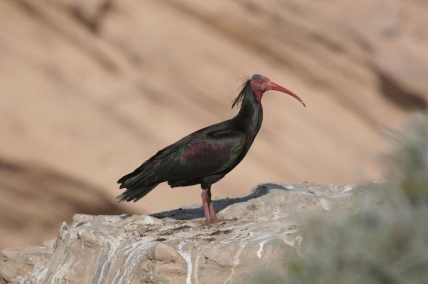 أحد أهم مساراتها.. محمية الملك سلمان تستضيف 290 نوعًا من الطيور المهاجرة