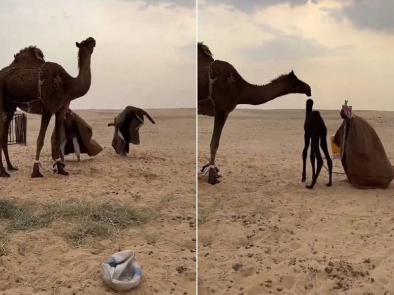 تراند اليوم : شاهد: شخصان يقومان بحركات غريبة لإخافة ناقة وإيهامها باختطاف صغيرها والكشف عن السبب