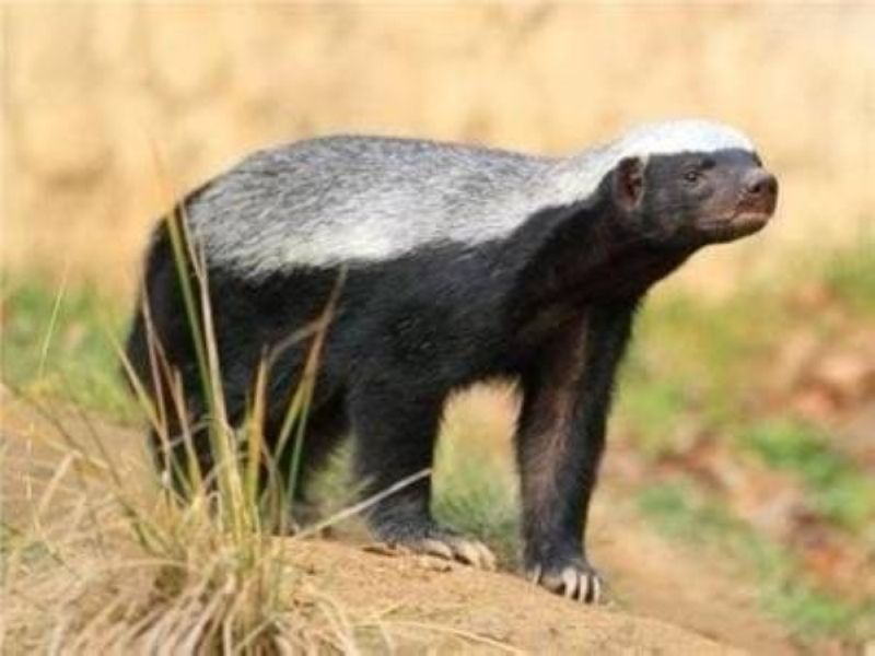 تراند اليوم : صديق للمزارع.. الحياة الفطرية تكشف عن عقوبة صيد حيوان غرير العسل